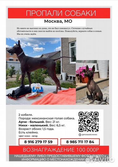 Ксолоитцкуинтли