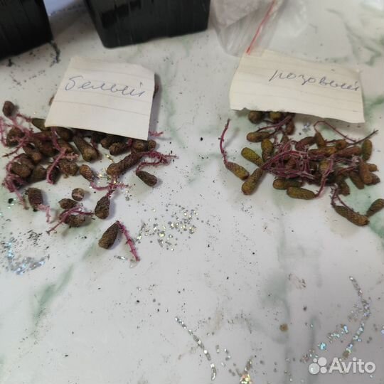 Ахименесы