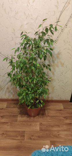 Бенджамина