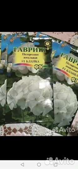 Семена пеларгония