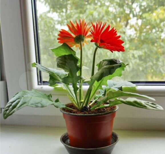 Комната 14 м² в 3-к., 4/16 эт.