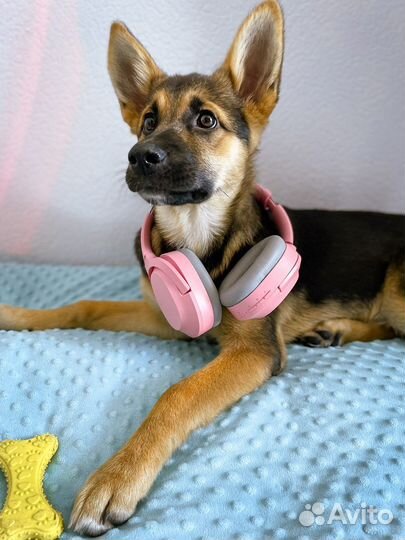 Щенок девочка в добрые руки