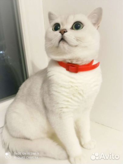 Британский кот вязка