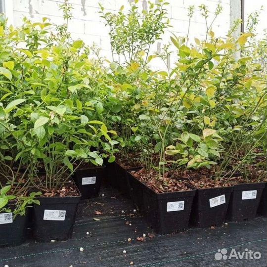 Голубика Дюк саженцы с доставкой