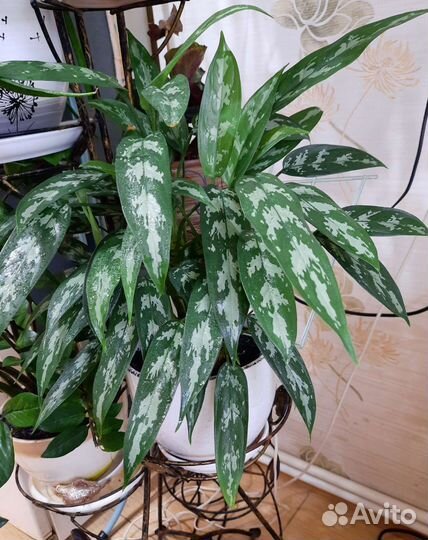 Комнатные растения цветы - аглаонема
