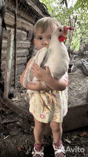 Зерно пшеница ячмень 12р