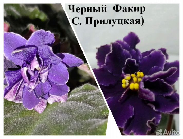 Детки сортовых фиалок