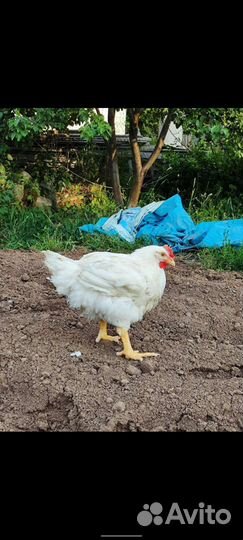 Домашняя курица бройлеры