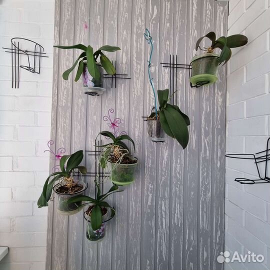 Подвесы для кашпо настенные с орхидеями