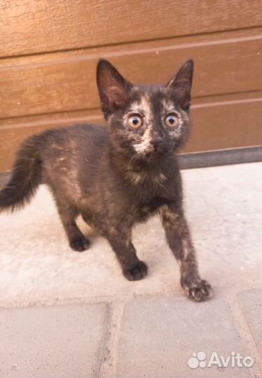 Котята девочки в дар