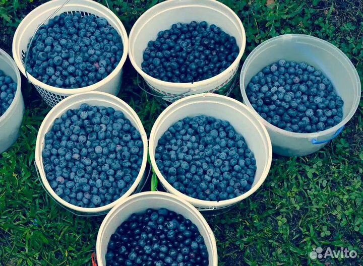 Свежая ягода Черника