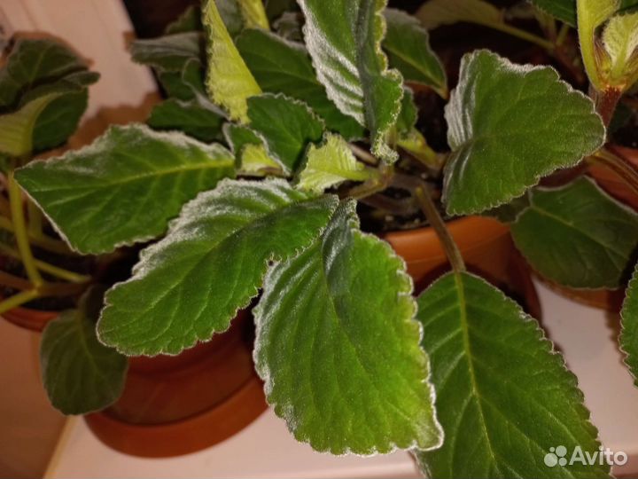 Глоксиния розовая, феолетовая