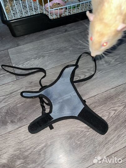 Шлейка для хорька