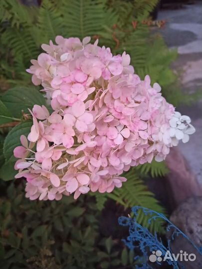 Гортензия метельчатая Ванила Фрейз