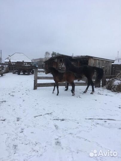 Кобыла с жеребенком