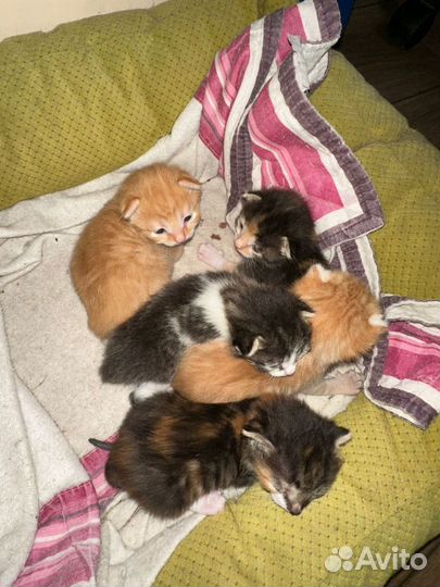 Котята в добрые руки бесплатно