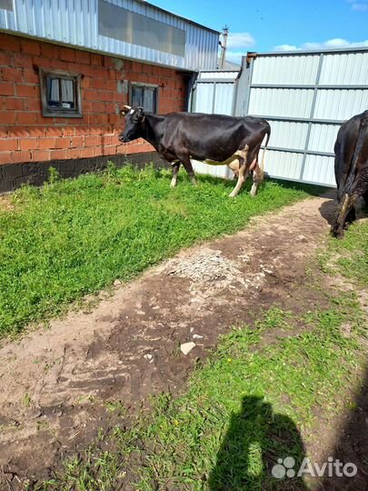 Продаю корову