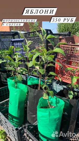 Саженцы яблони, груша