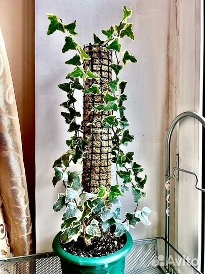 Плющ, фиалка, кофе, крассула, карисса, алоэ