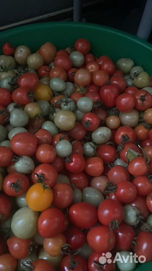 Помидоры домашние черри