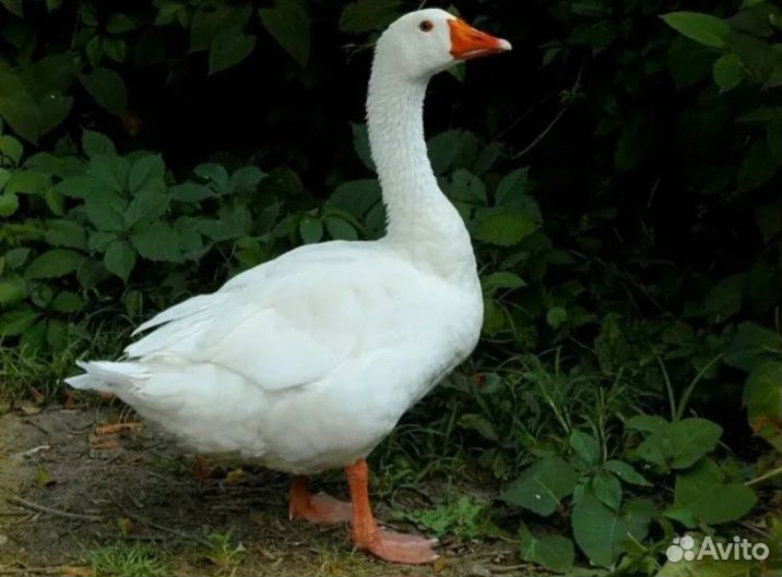Живые гуси