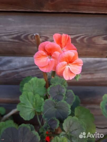 Пеларгония герань
