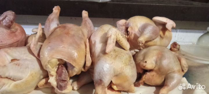 Мясо домашней курицы, петуха