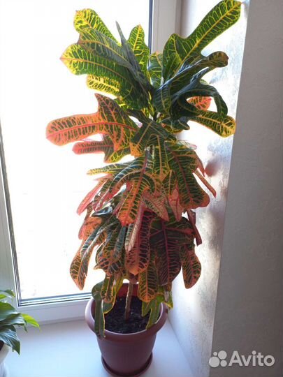 Комнатные цветы кротон