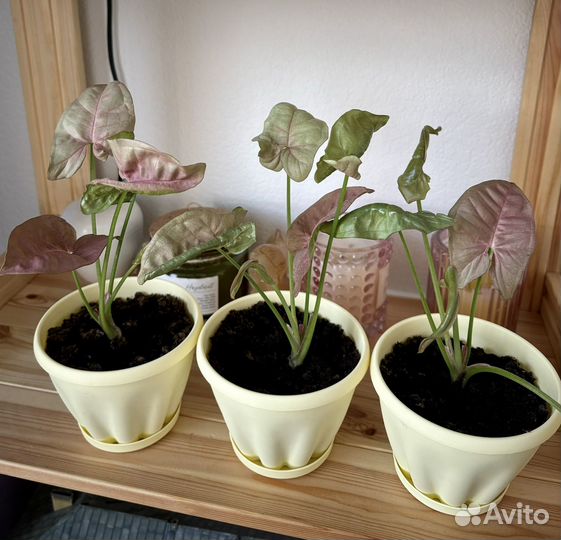 Сингониум neon пинк