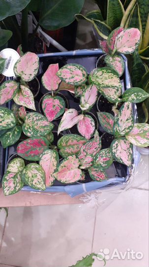 Аглаонема комнатное растение