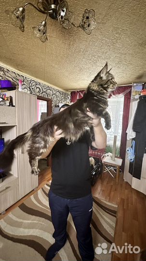 Кот мейн-кун вязка