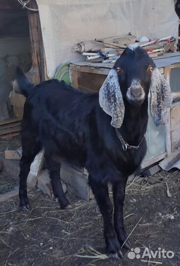 Козёл камори