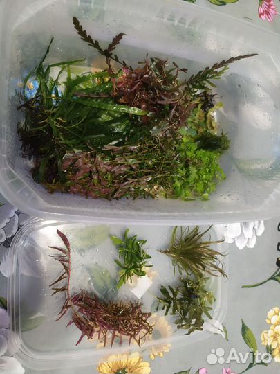 Прополка, аквариумные растения