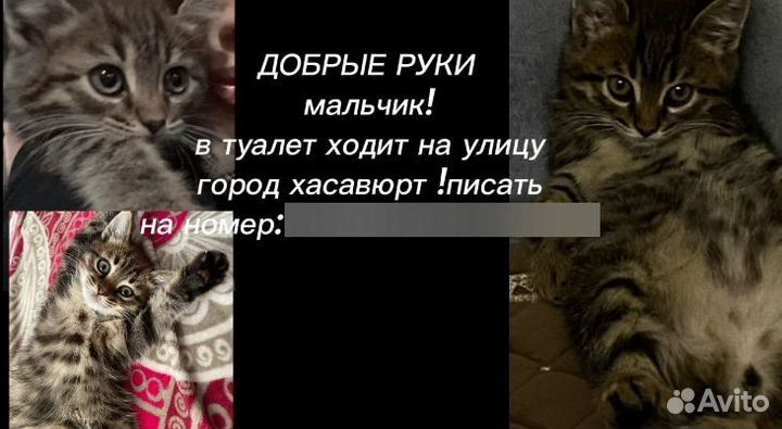 Кот бесплатно добрые руки