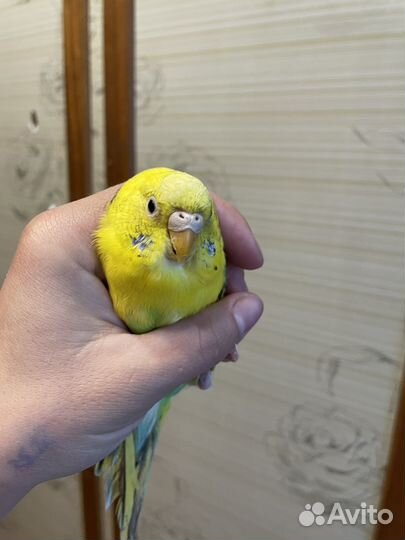 Волнистый попугай