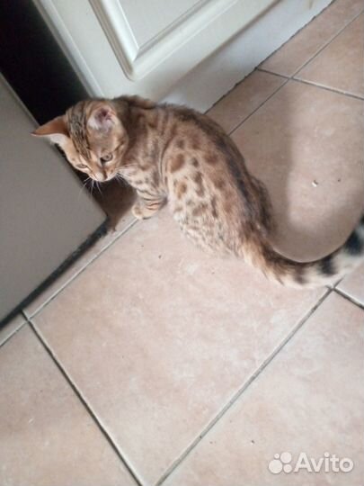 Бенгальский котёнок девочка