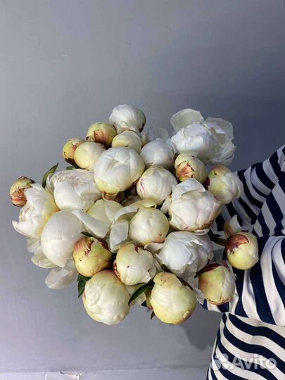 Пион доктор бретур