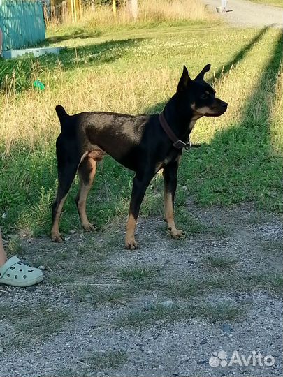 Собака в добрые руки отдам бесплатно