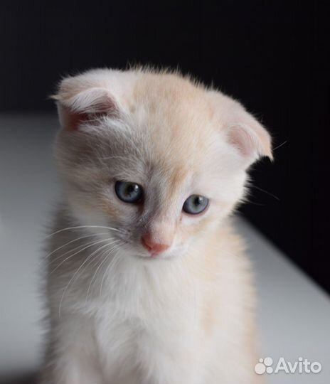 Котята отдам в добрые руки бесплатно