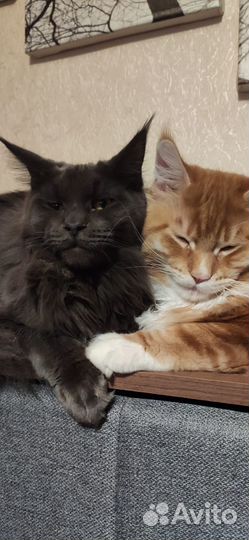 Продам котят мейнкун