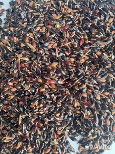 Семена суданки