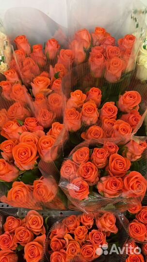 Розы 51 роза 101 роза