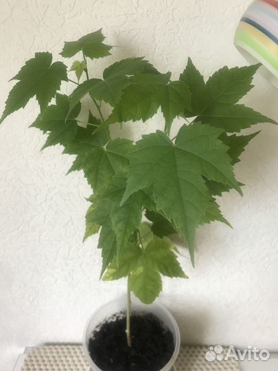 Абутилон комнатный клен