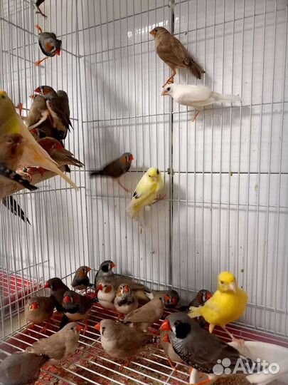 Зебровые амадины