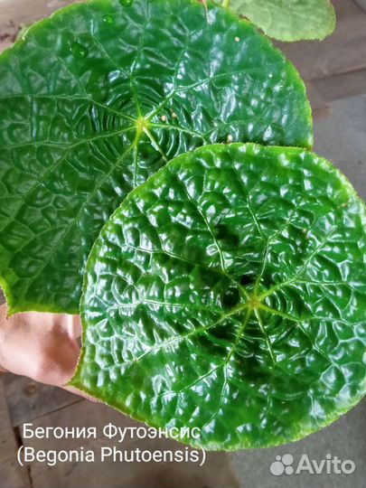 Бегонии декоративно-лиственные