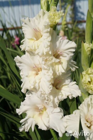 Гладиолусы