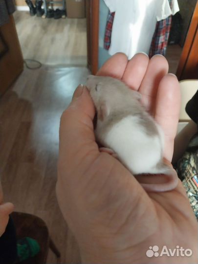 Декоративная крыса дамбо