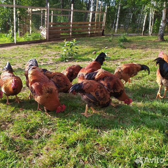 Петух. Молодые племенные чистопородные петухи Кучи