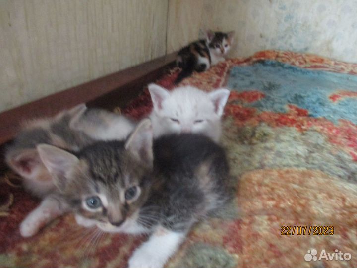 4 котёнка