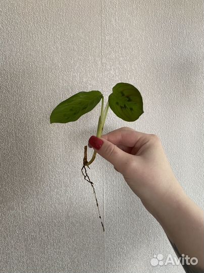 Домашние растения цветы